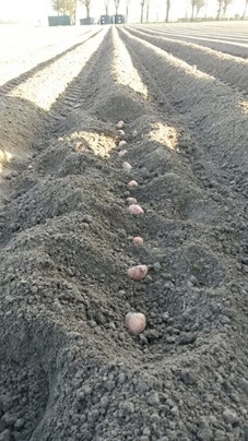 Pootaardappelen in het veld
