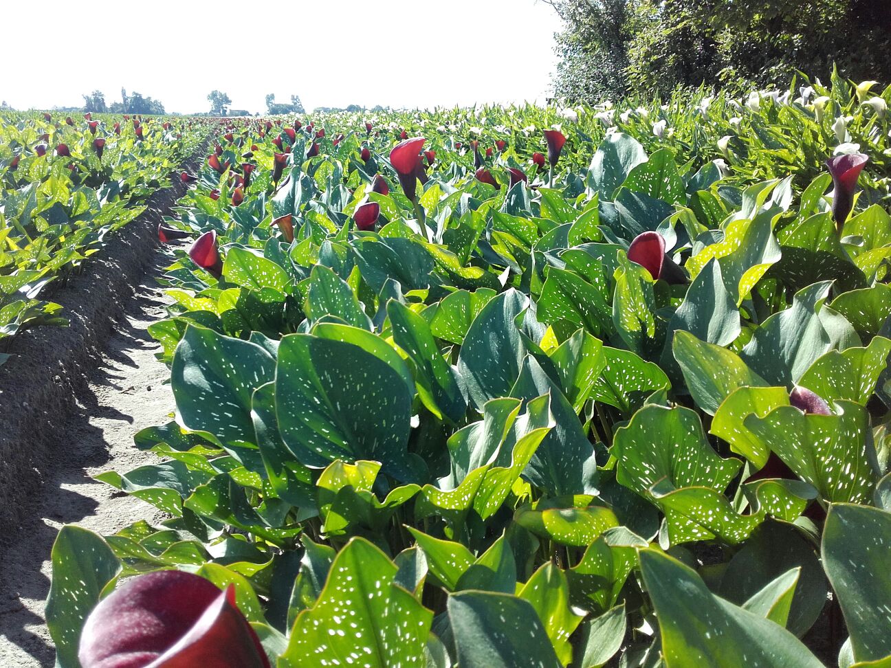 Geen beregening nodig door inzet sub-irrigatie 