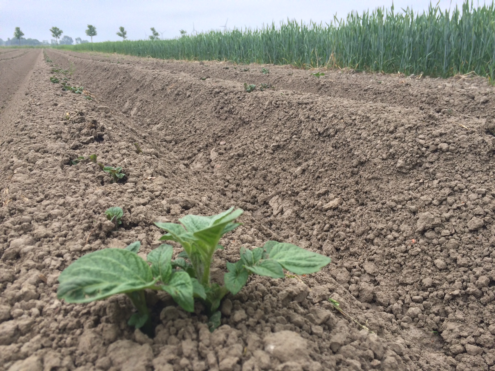  Ondergrondse druppelbevloeiing verder geoptimaliseerd met pootaardappelgroeicurve 