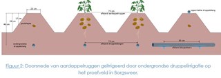Doorsnede van aardappelruggen geïrrigeerd door ondergrondse druppelirrigatie in Borgsweer
