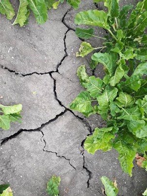 Kleischuren op pilotlocaties Spaarwater Flevoland